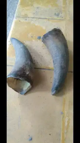 Sepasang tanduk sapi