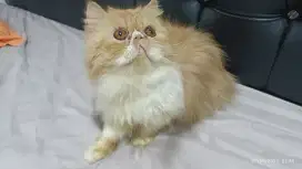 Peaknose extreme pure