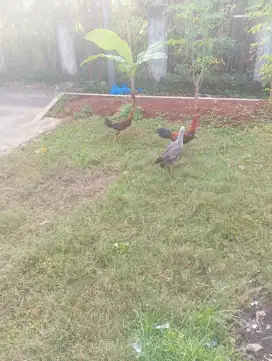Dijual ayam kampung 3 ekor 2 jantan 1 betina