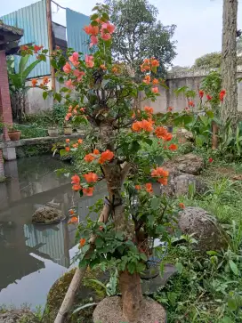 Tanaman Bougenville,kembang kertas