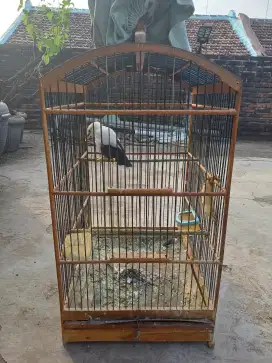 Jalak Gacor full set