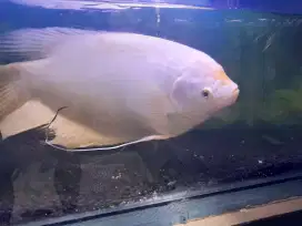 Ikan gurami padang 7 jarian dan box filter akrilik 50 cm
