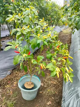 Pohon cabai rawit merah