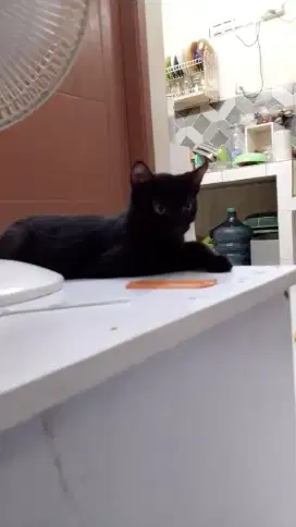 Kucing persia umur 6 bulan