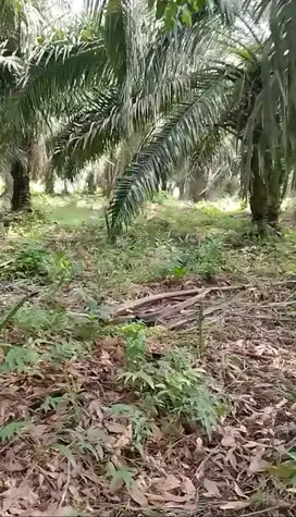 TANAH KEBUN LOKASI STRATEGIS DEKAT PERUMAHAN TALANG KELAPA BANYUASIN
