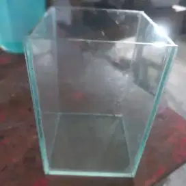 Aquarium ikan cupang