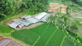 Kebun Bunga Krisan Produktif Dekat Taman Bunga Nusantara Puncak