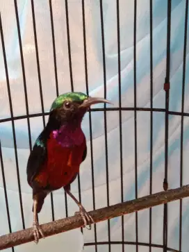 Jual kolibri ( konin )