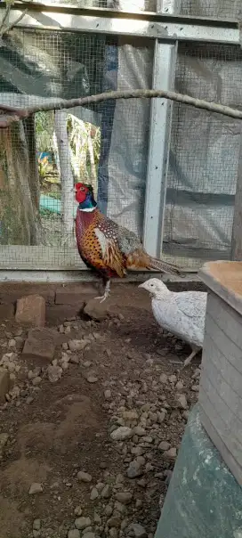 Jual ayam pheasen ringneck merah sepasang