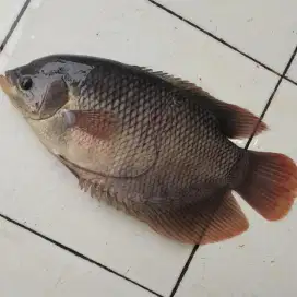 gurame / grameh / gurameh