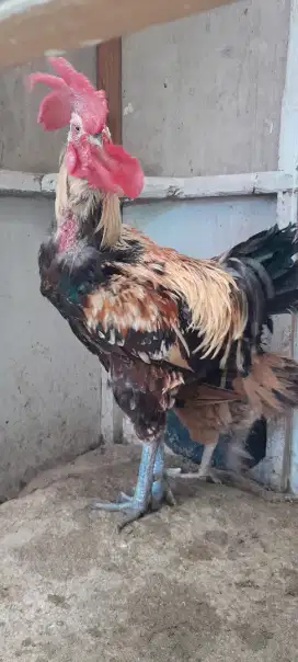 Jual ayam pelung jalak sepasang