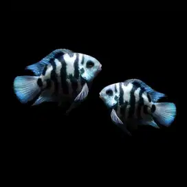 Ikan Hias Blue Polar