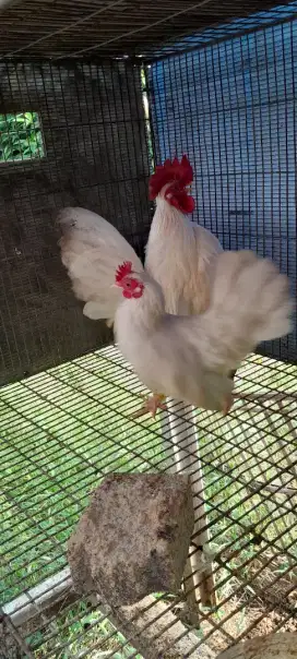 Jual ayam kate putih sepasang