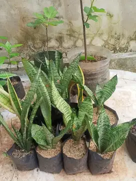 Tanaman Lidah Mertua