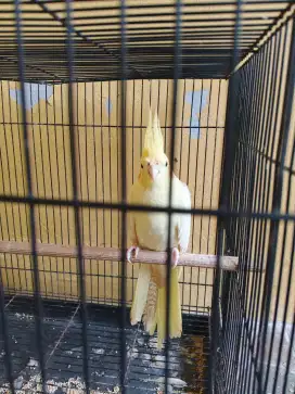 Dijual Burung Falk