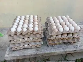1 papan Telur kampung