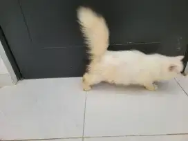 Kucing persia kitten longhair flatnose