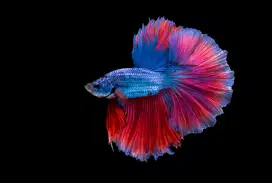 Ikan Cupang Halfmoon