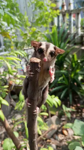Sugar Glider CG