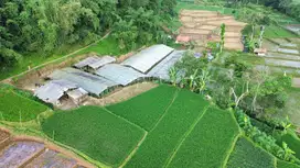 Kebun Bunga Chrysant Puncak Dekat Taman Bunga Nusantara