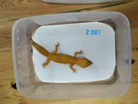 LEOPARD GECKO INDUKAN JUAL HEWAN SATUAN ATAU BORONGAN