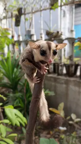 Sugar Glider WF