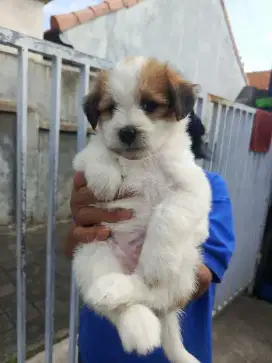 anjing shitzu lucu