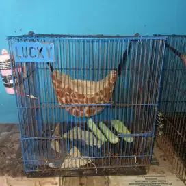Sugar glider grey