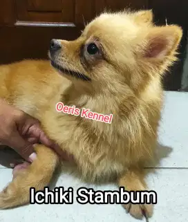 Indukan dan pejantan Ras pomerian