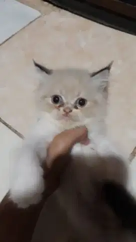 Kucing persia x himalaya