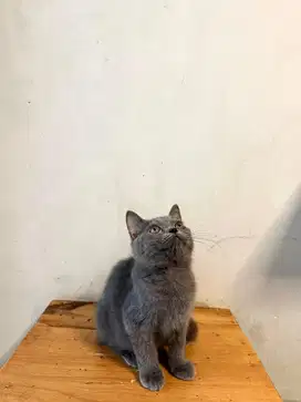 Kitten British Shorthair BSH Blue Solid Betina
