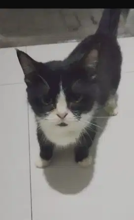 Munchkin cebol.betina.