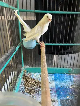 Kenari jantan rasmi import putih bersih