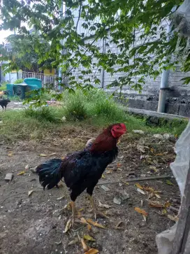 Anak Ayam Bangkok umur 4 - 5 bulan