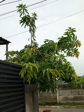 Dijual 1 buah Pohon Mangga