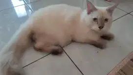 DIJUAL KUCING JANTAN RAS HIMALAYA + KANDANG 1 SET