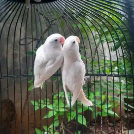 Sepasang lovebird albino retina merah