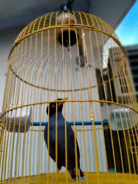 Burung jalak kebo beserta kandang/sangkarnya