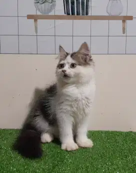 Kucing persia/jantan/3 bulan