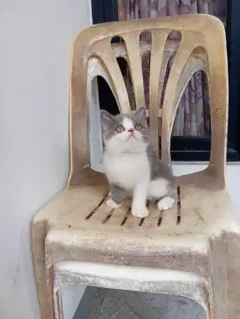 British shorthair / BSH Bicolour