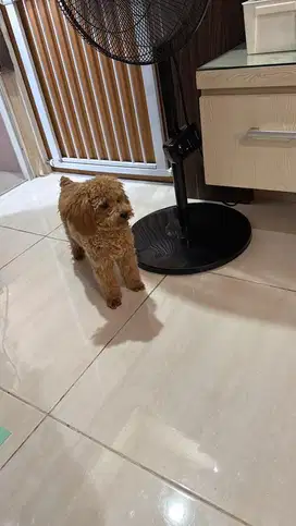 Poodle betina 8 bulan