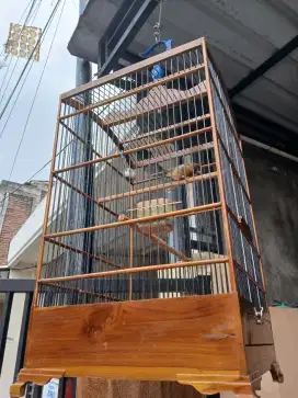 Jual cepat kenari loper full set