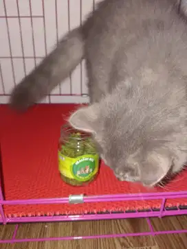 Healthy bite for Cat