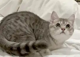 Kucing kitten British Shorthairr super premium