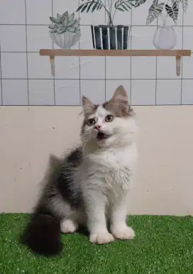 Kucing persia/jantan/3 bulan
