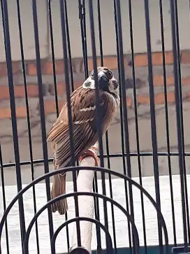 Burung gereja (burger)