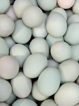 Telor Asin Masir