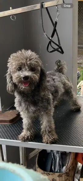 Anjing toy poodle light silver betina