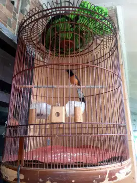Murai pastol dah jl lapangan fs