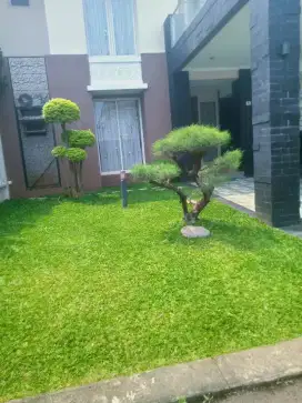 Terima jasa rawat taman
